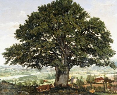 La Plaine d "Annecy-Chene, Alplerin Gazisi, by Jean Jacques Rousseau