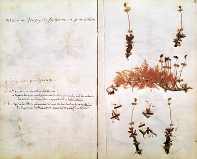 Bir Herbaryumdan Sayfa 15 by Jean Jacques Rousseau