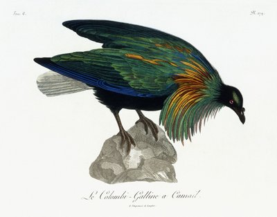 Nikobar Güvercini, 1799-1808 by Jean Lebrecht Reinold