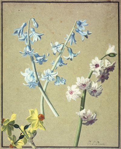 Mavi ve Lavanta Sümbül ve Sarı Nergis, c.1805 by Jean Louis Prevost