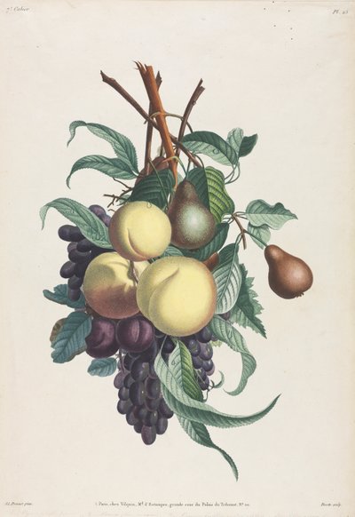 Çiçek ve meyve koleksiyonu: Rousselet, şeftali, erik ve üzüm dalları by Jean Louis Prevost