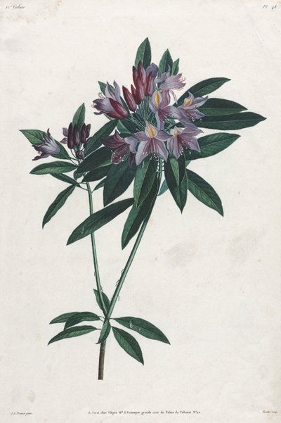 Pontus Ormangülü, 1805. by Jean Louis Prévost.