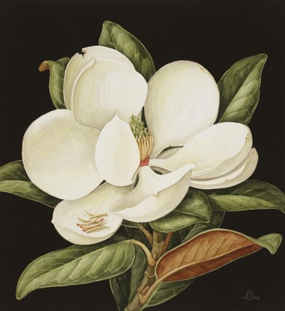 Magnolia Grandiflora, 2003 (kağıt üzerinde wc) by Jenny Barron