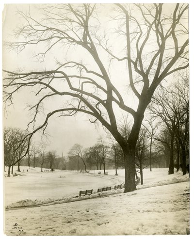 Boston Common ve kurbağa göleti, ağaçtan, Boston, ABD, c.1902-10 (jelatin gümüşü fotoğraf) by Jessie Tarbox Beals