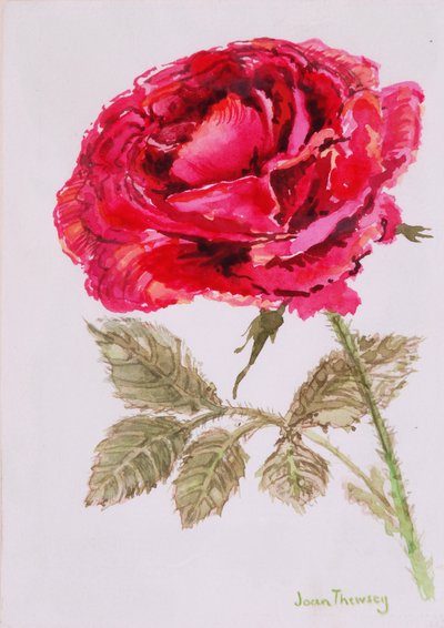Kırmızı Gül, 2000, El yapımı kağıt üzerine suluboya by Joan Thewsey