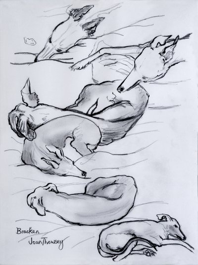 Bracken, tazı, 2000, (kalem) by Joan Thewsey