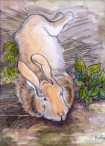 Holly, the Giant Continental Rabbit, 2002, (kalem ve sulu boya) by Joan Thewsey