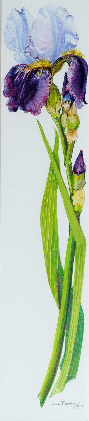 Üç Tomurcuklu İris, 2010, suluboya by Joan Thewsey