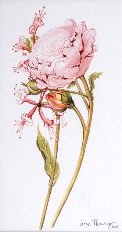 Pembe Gül, Hanımeli ile İbrahim Derbisi, 2008 by Joan Thewsey