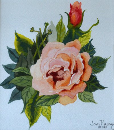 Pembe Gül ve Tomurcuk, 1986,, by Joan Thewsey