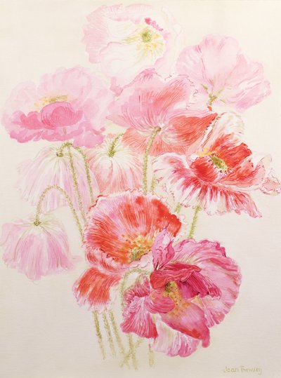 shirley haşhaş by Joan Thewsey