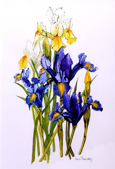 Tomurcuklu Üç Mor ve İki Sarı İris, 2010, suluboya by Joan Thewsey