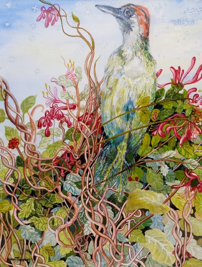 Hanımeli, 2010, suluboya ağaçkakan by Joan Thewsey