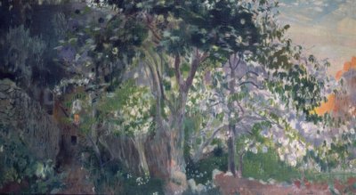 Gri ağaç, Sa Calobra, Mallorca by Joaquim Mir i Trinxet