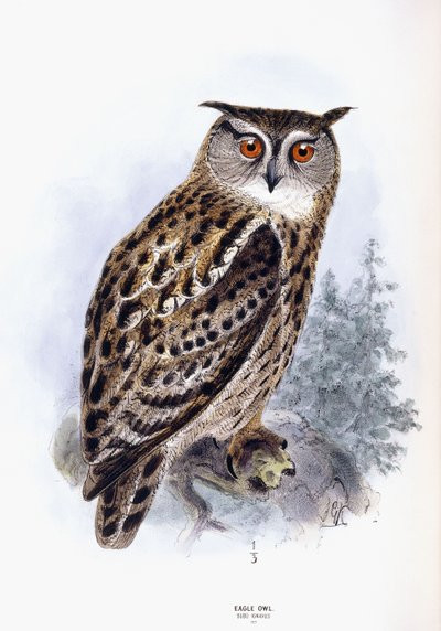 kartal baykuş by Johan Gerard Keulemans