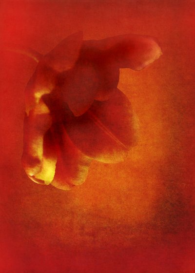 Kırmızı çiçek, 2016 dijital fotoğraf sanatı) by Johan Lilja
