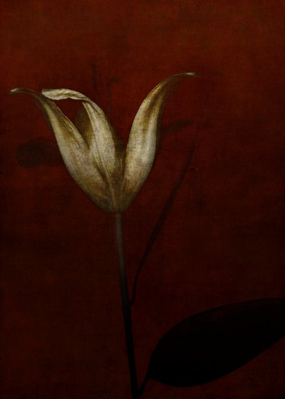 Lily, 2015 (dijital fotoğraf sanatı) by Johan Lilja