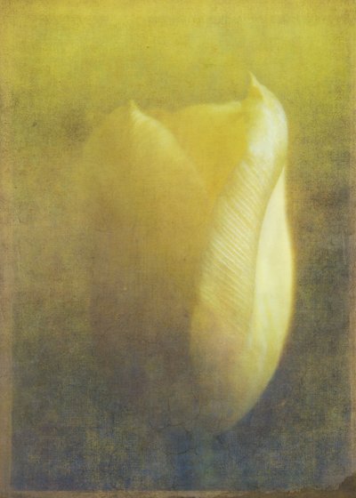 Lale, 2015 (dijital fotoğraf sanatı) by Johan Lilja