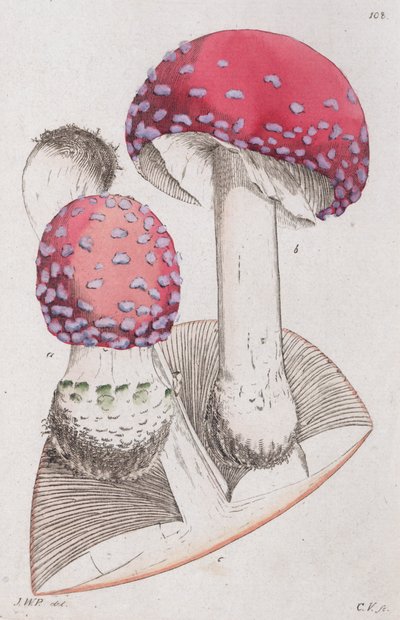 Amanita muskaria, 1804-1811 by Johan Wilhelm Palmstruch
