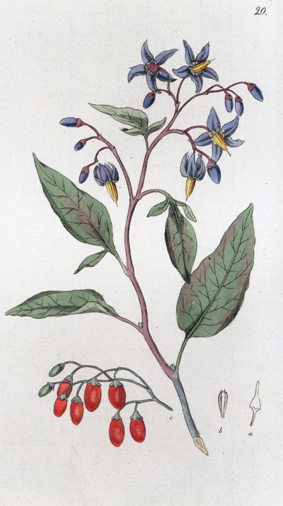 Acı tatlı Solanum dulcamara, 1804-1811 by Johan Wilhelm Palmstruch