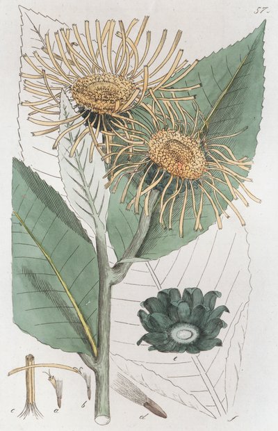 Elecampane Inula helenyum, 1804-1811 by Johan Wilhelm Palmstruch