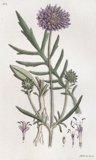 Tarla Uyuz Knautia arvensis, 1804-1811 by Johan Wilhelm Palmstruch