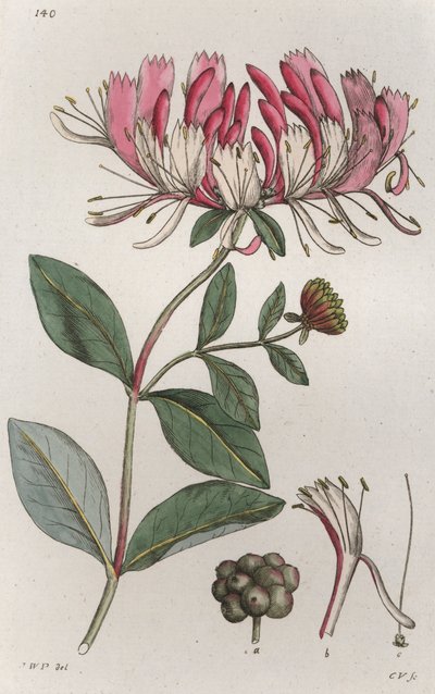 Hanımeli Lonicera periclymenum, 1804-1811 by Johan Wilhelm Palmstruch