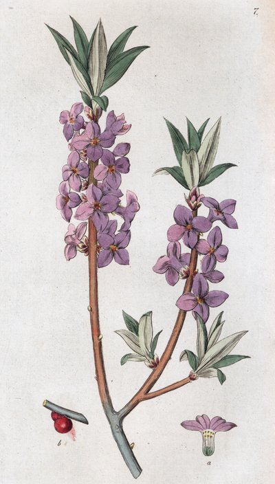 Mezereon Daphne mezereumu, 1804-1811 by Johan Wilhelm Palmstruch