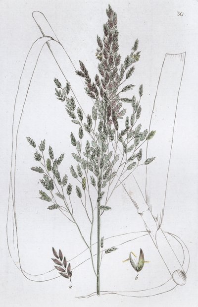 Reed Sweet Grass Poa aquatica, 1804-1811 by Johan Wilhelm Palmstruch