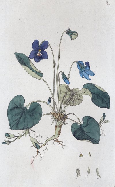 Tatlı Menekşe Viola odorata, 1804-1811 by Johan Wilhelm Palmstruch