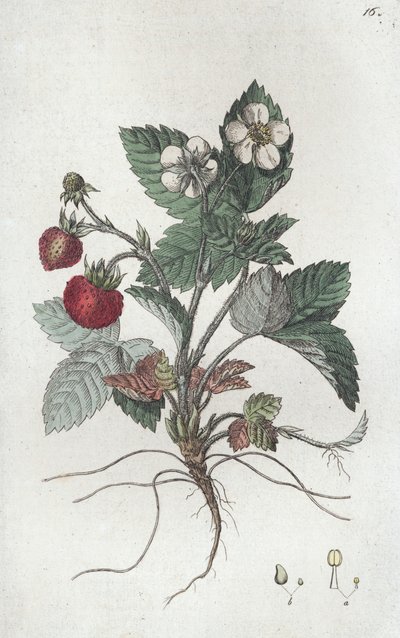 Yabani Çilek Fragaria vesca, 1804-1811 by Johan Wilhelm Palmstruch