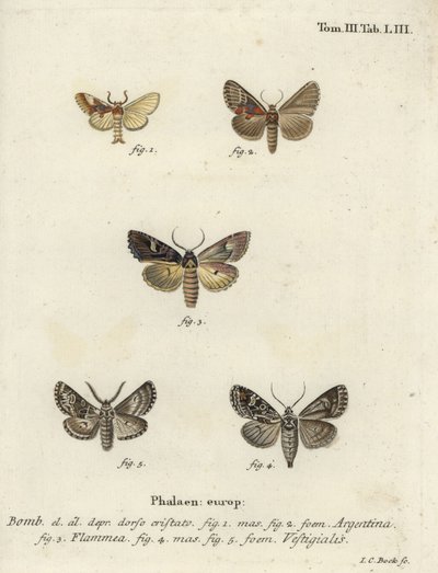 Arjantinli, alevli brokar ve okçu dartı. by Johann Carl Bock