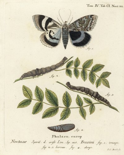 Mavi kanatlı güve veya Clifden nonpareil, Catocala fraxini. Johann Carl Bock tarafından Eugenius Johann Christoph Esper