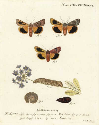 Geniş kenarlı sarı kanat altı, Noctua fimbriata. Johann Carl Bock tarafından Eugenius Johann Christoph Esper