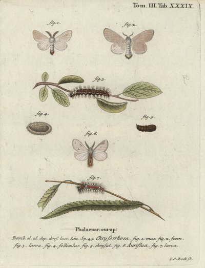 Kahverengi kuyruklu güve, Euproctis chrysorrhoea. by Johann Carl Bock