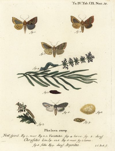 Parlatılmış pirinç güvesi, Diachrysia chrysitis 1-5 ve yeşil gümüş pullu köpekbalığı, Cucullia argentea 6-9. Johann Carl Bock tarafından Eugenius Johann Christoph Esper