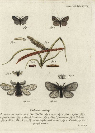Canephora hirsuta, Ocneria detrita ve Epichnopterix plumella. by Johann Carl Bock