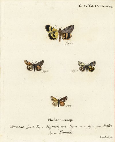 Catocala hymenaea 1, Amerila puella 2,3 ve Isturgia famula güveleri 4. Johann Carl Bock tarafından Eugenius Johann Christoph Esper