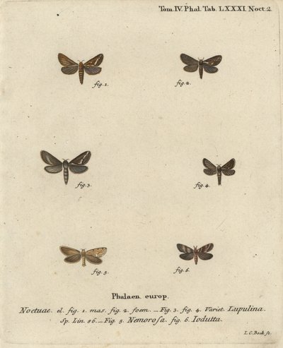 Ortak hızlı güve, Korscheltellus lupulina 1-4, altın hızlı, Phymatopus hecta 5 ve Pharmacis carna 6. Johann Carl Bock tarafından Eugenius Johann Christoph Esper