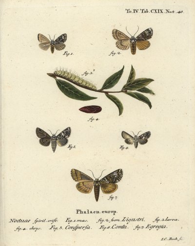 Taç güvesi, Craniophora ligustri 1-4, mermer taç, Hadena confusa 5, çeşitli taç, Hadena compta 6 ve yeşil kemerler, Anaplectoides prasina 7. Eugenius Johann Christoph Esper