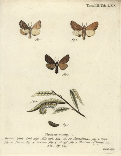 Coxcomb belirgin, Ptilodon capucinus. by Johann Carl Bock