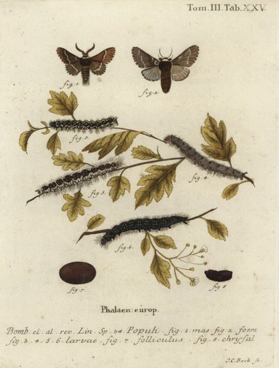 Aralık güvesi, Poecilocampa populi. by Johann Carl Bock