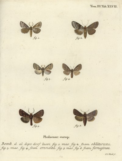 Pis kabuk, esmer mermer kahverengi ve kahverengi rustik. by Johann Carl Bock