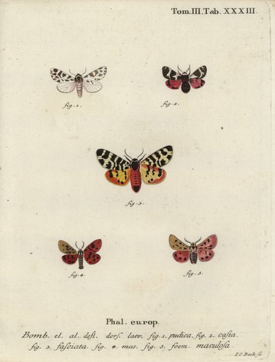 Ayrı şaperon ve kaplan güveleri. by Johann Carl Bock