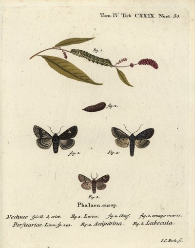Dot, Melanchra persicariae 1-4, and Dryobota labecula 5. Handcoloured copperplate engraving by Johann Carl Bock after Eugenius Johann Christoph Esper’s Die Schmetterlinge in Abbildungen nach der Natur, Erlangen by Johann Carl Bock