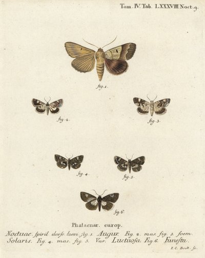 Çift ok veya kahin, Graphiphora augur 1, soluk omuz, Acontia lucida 2,3, dört benekli güve, Tyta luctuosa 4,5 ve büyücü güve, Aedia funesta 6. Eugenius Johann Christoph Esper