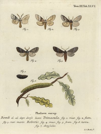 Drymonia dodonaea güvesi. by Johann Carl Bock