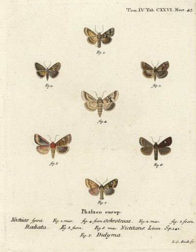 Gölgeli solgun, Eremobia ochroleuca 1,4, Cynaeda dentalis 2,3, kulak güvesi, Amphipoea oculea 5,6 ve ortak rustik, Mesapamea secalis 7. Eugenius Johann Christoph Esper