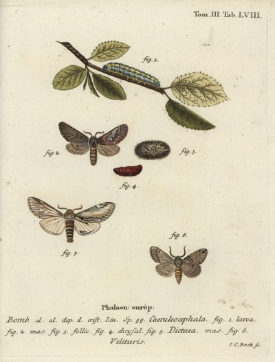 Sekiz figürlü, kırlangıç belirgin ve Drymonia velitaris güvesi. by Johann Carl Bock