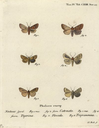 Volanlı kestane, Agrochola helvola 1,2, noktalı kestane, Conistra rubiginea 3,4, kahverengi çizgili parlak göz, Mythimna conigera 5 ve tiz çizgiler, Charanyca trigrammica 6. Johann Carl Bock tarafından Eugenius Johann Christoph